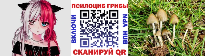 продажа наркотиков  Малая Вишера  Псилоцибиновые грибы Psilocybine cubensis 